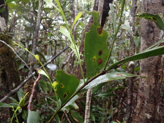 Exocarpos neocaledonicus