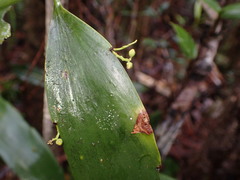 Exocarpos neocaledonicus