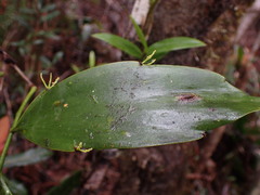 Exocarpos neocaledonicus