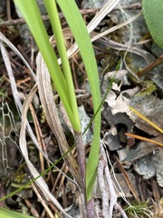 Melica subulata