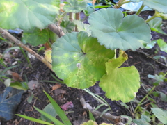 Puccinia pelargonii-zonalis