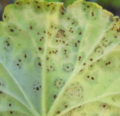 Puccinia pelargonii-zonalis