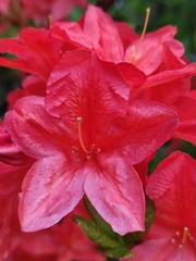 Rhododendron
