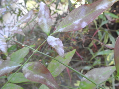Erysiphe berberidis