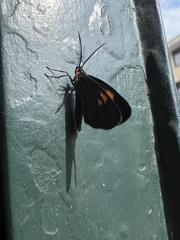 Lepidoptera
