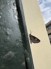 Lepidoptera