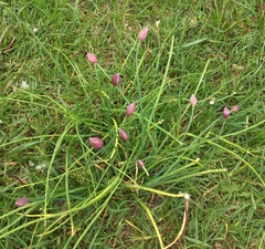 Allium schoenoprasum