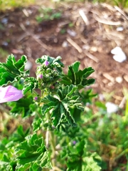 Malva
