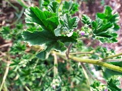 Malva