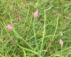 Allium schoenoprasum