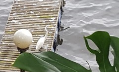 Ardea alba