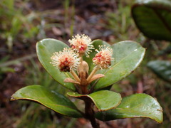 Pancheria robusta