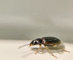 Stenolophus ochropezus