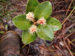 Pancheria robusta