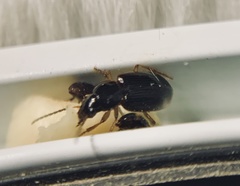 Stenolophus ochropezus