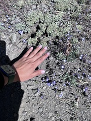 Phacelia davidsonii