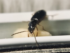 Stenolophus ochropezus