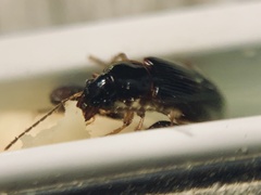 Stenolophus ochropezus