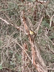 Acanthiza lineata lineata