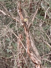 Acanthiza lineata lineata