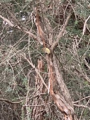 Acanthiza lineata lineata