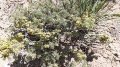 Artemisia spinescens