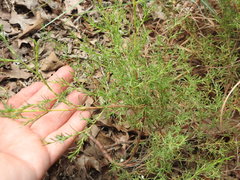 Polygonella americana