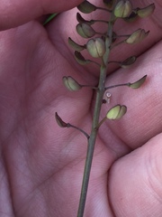 Teesdalia