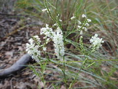 Polygonella americana