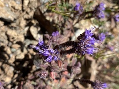 Phacelia vallicola