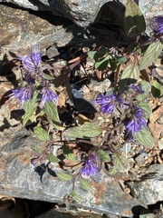 Phacelia vallicola