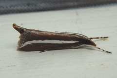 Carectocultus perstrialis image