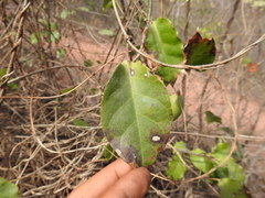 Marsdenia edulis