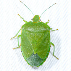 Chinavia marginata