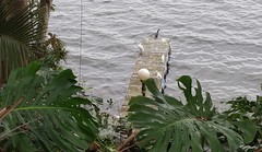Ardea alba
