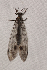 Glenoleon meteoricus