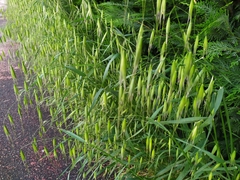 Avena
