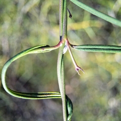 Vincetoxicum lineare