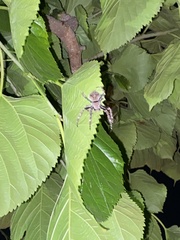 Araneus andrewsi