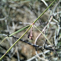 Vincetoxicum lineare