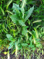 Lactuca