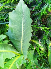 Lactuca