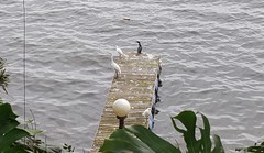 Ardea alba