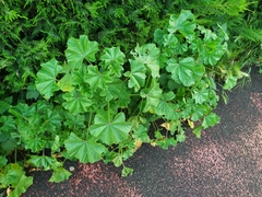 Malva