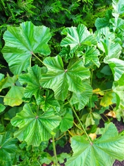 Malva