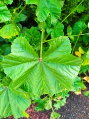 Malva