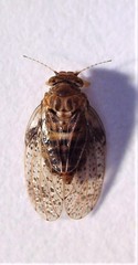 Creiis lituratus