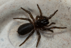 Hadronyche modesta