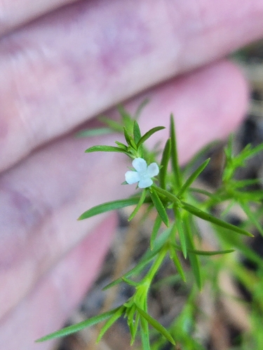 Polypremum procumbens image