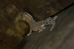 Lepidodactylus lugubris